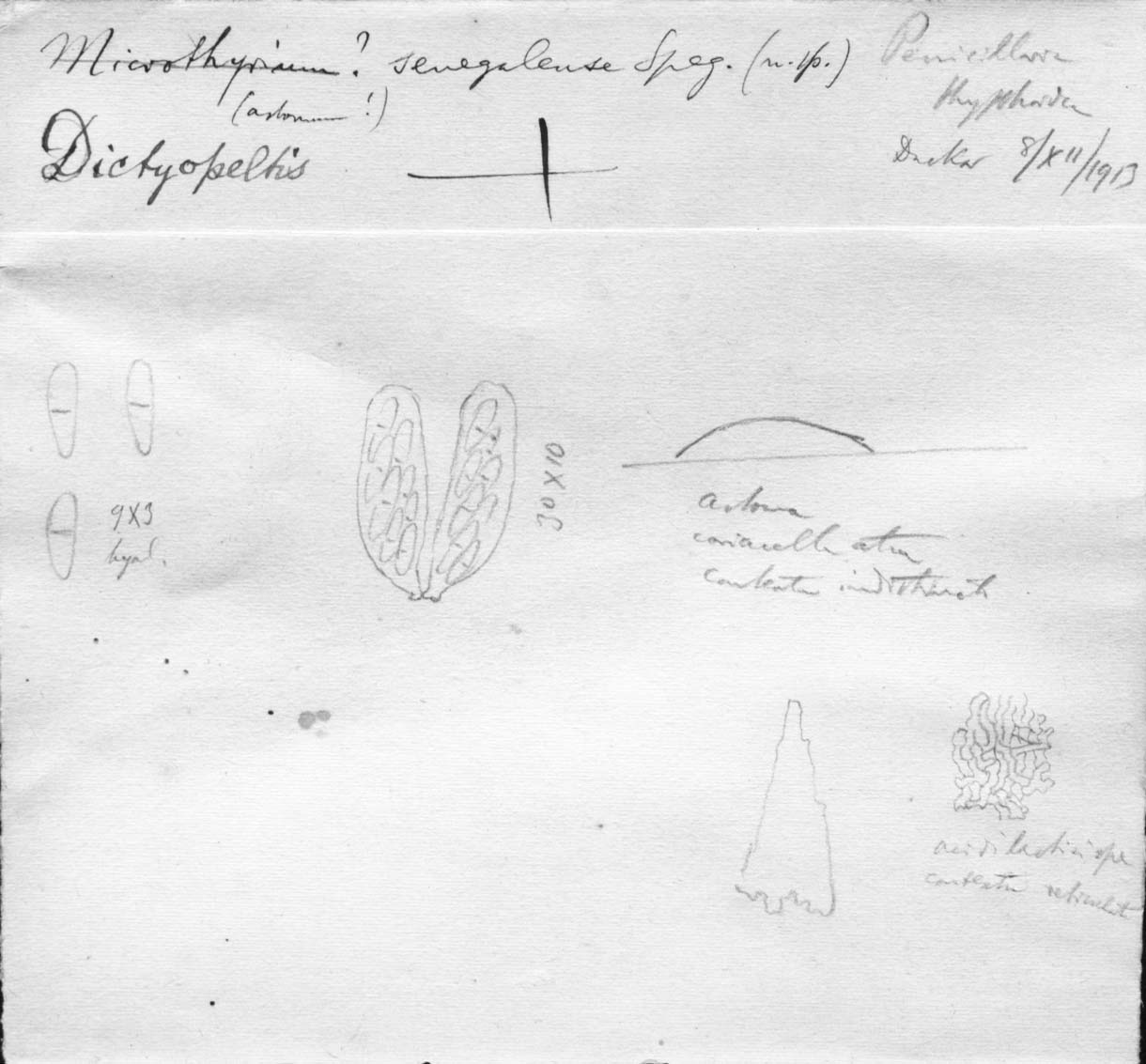 dibujo de Microthyrium senegalense Speg.
