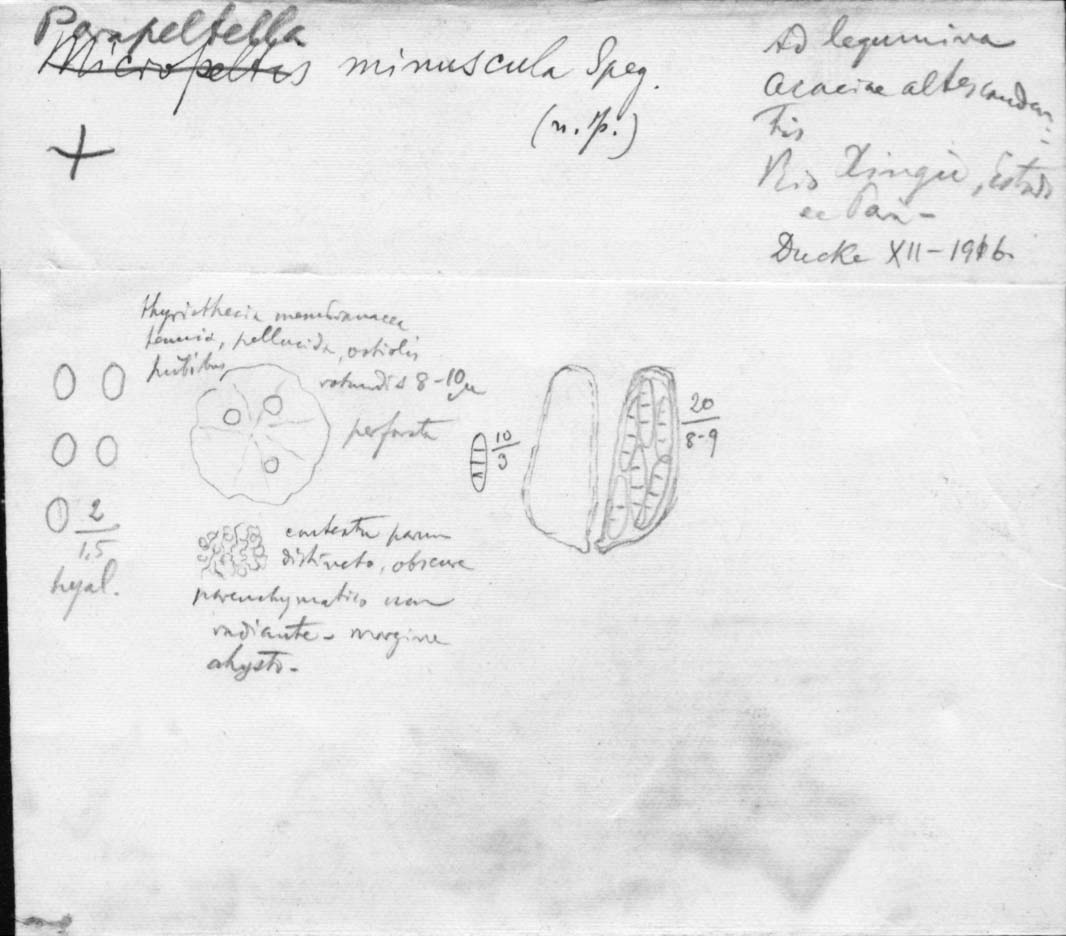 dibujo de Parapeltella minuscula Speg.