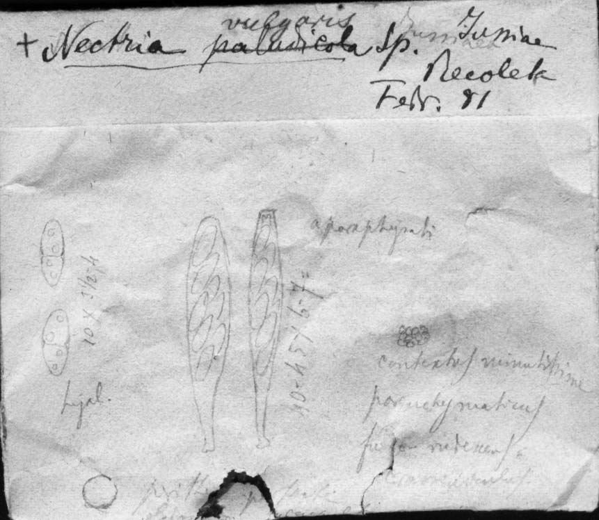 dibujo de Nectria vulgaris Speg.