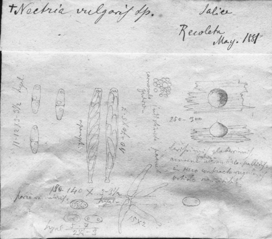 dibujo de Nectria vulgaris Speg.