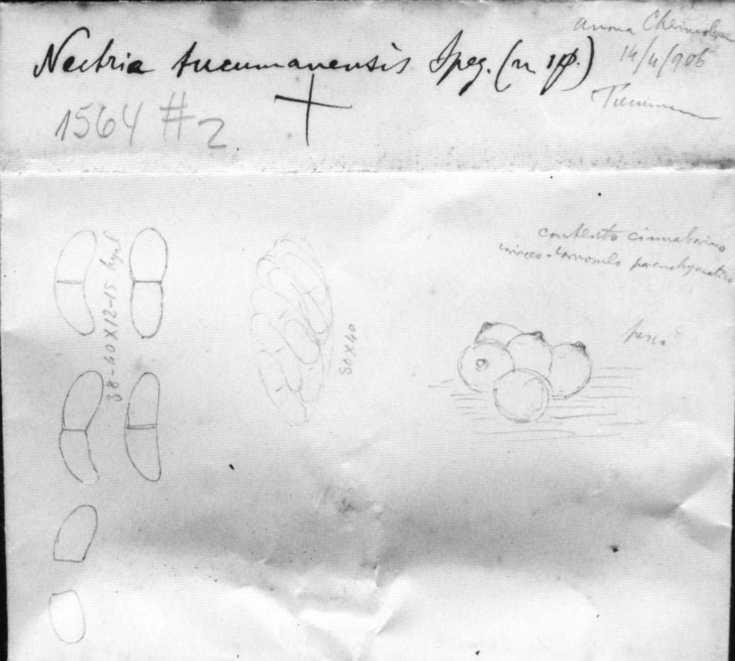 dibujo de Nectria tucumanensis Speg.