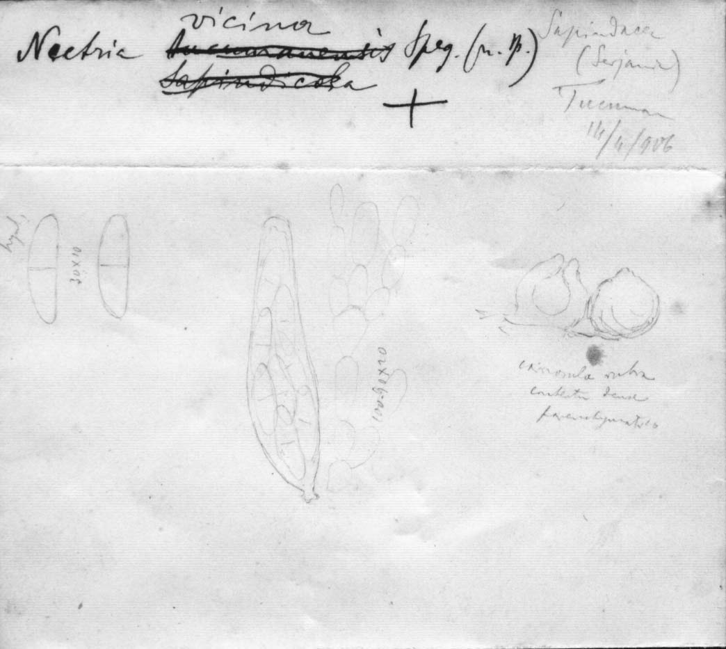 dibujo de Nectria vicina Speg.