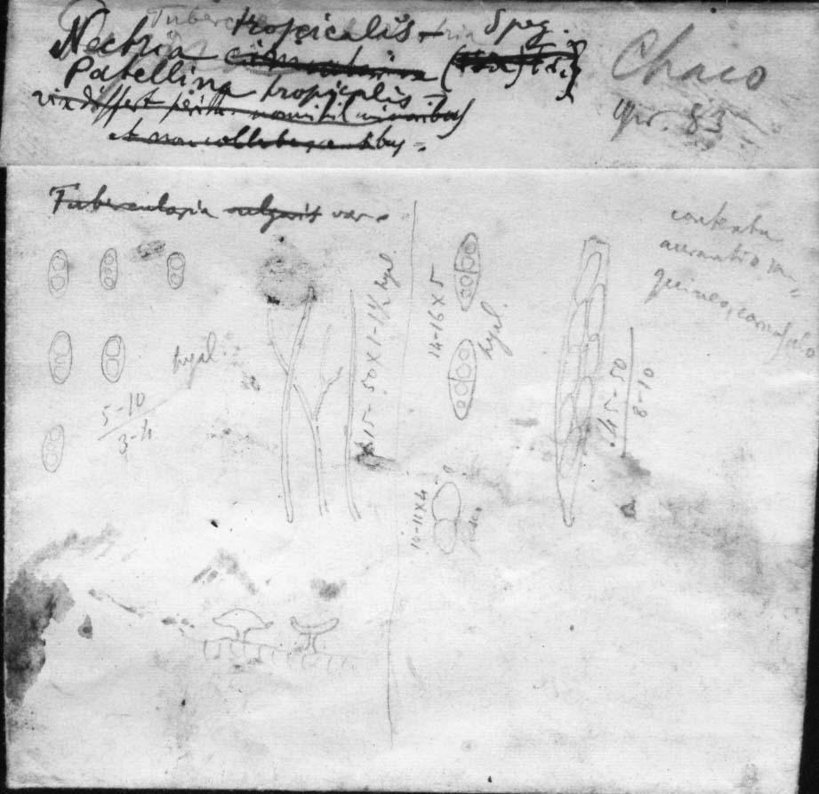 dibujo de Nectria tropicalis Speg.
