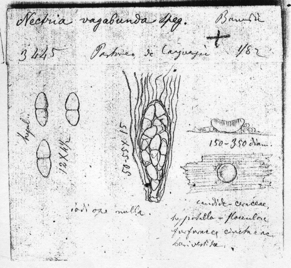 dibujo de Nectria vagabunda Speg.