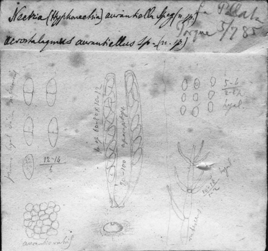 dibujo de Nectria aurantiella Speg.