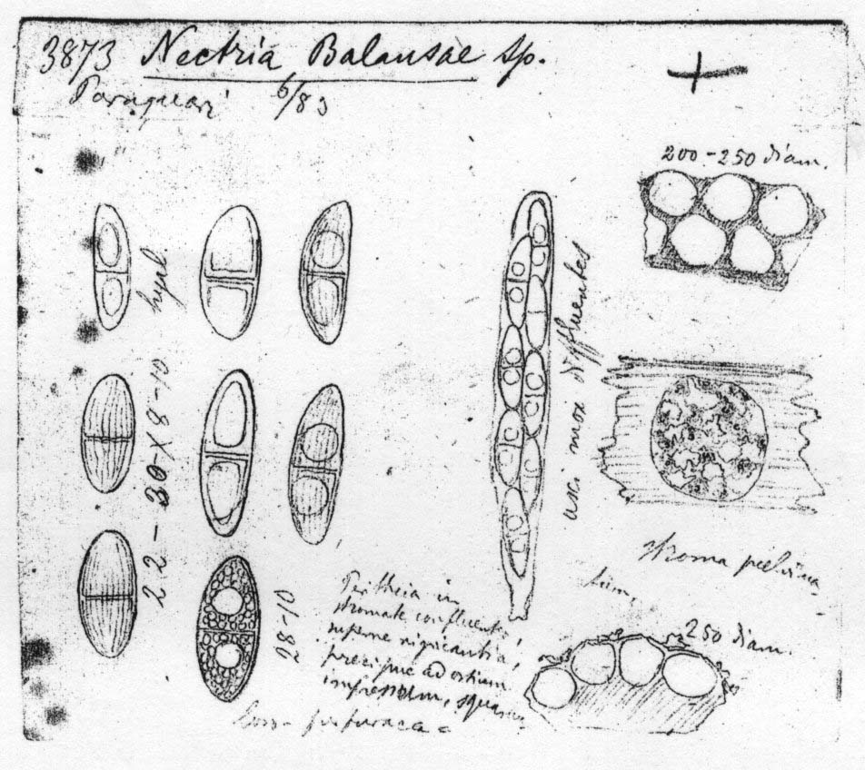 dibujo de Nectria balansae Speg.
