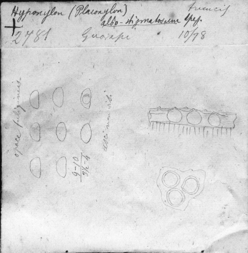 dibujo de Hypoxylon albostigmatosum Speg.