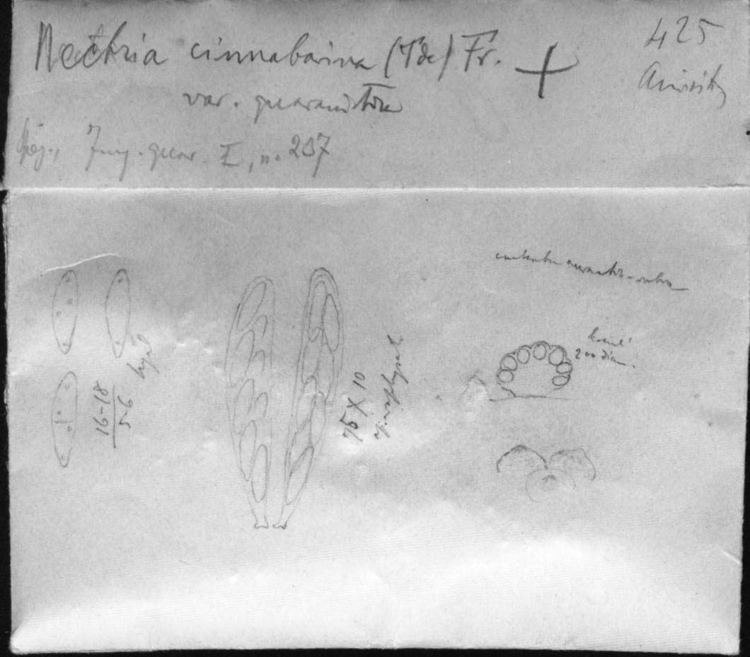 dibujo de Nectria cinnabarina var. guaranitica Speg.