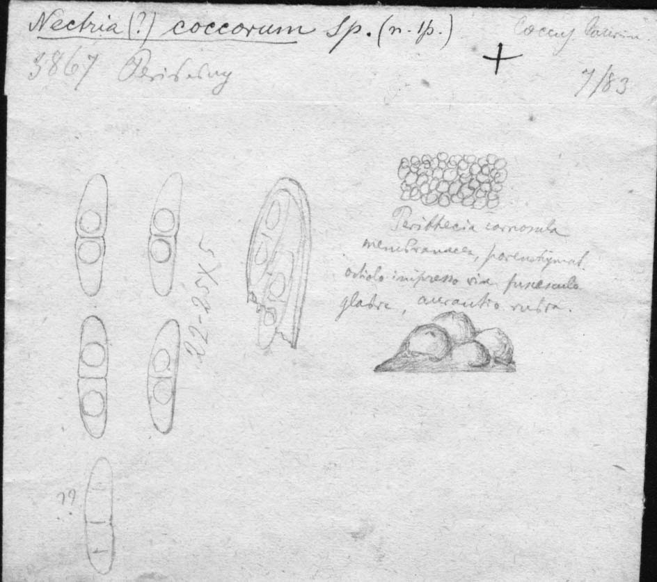 dibujo de Nectria coccorum Speg.