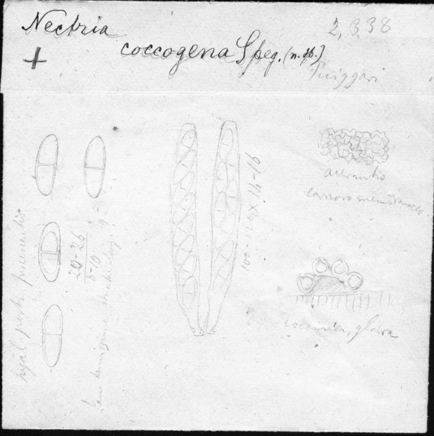 dibujo de Nectria coccogena Speg.