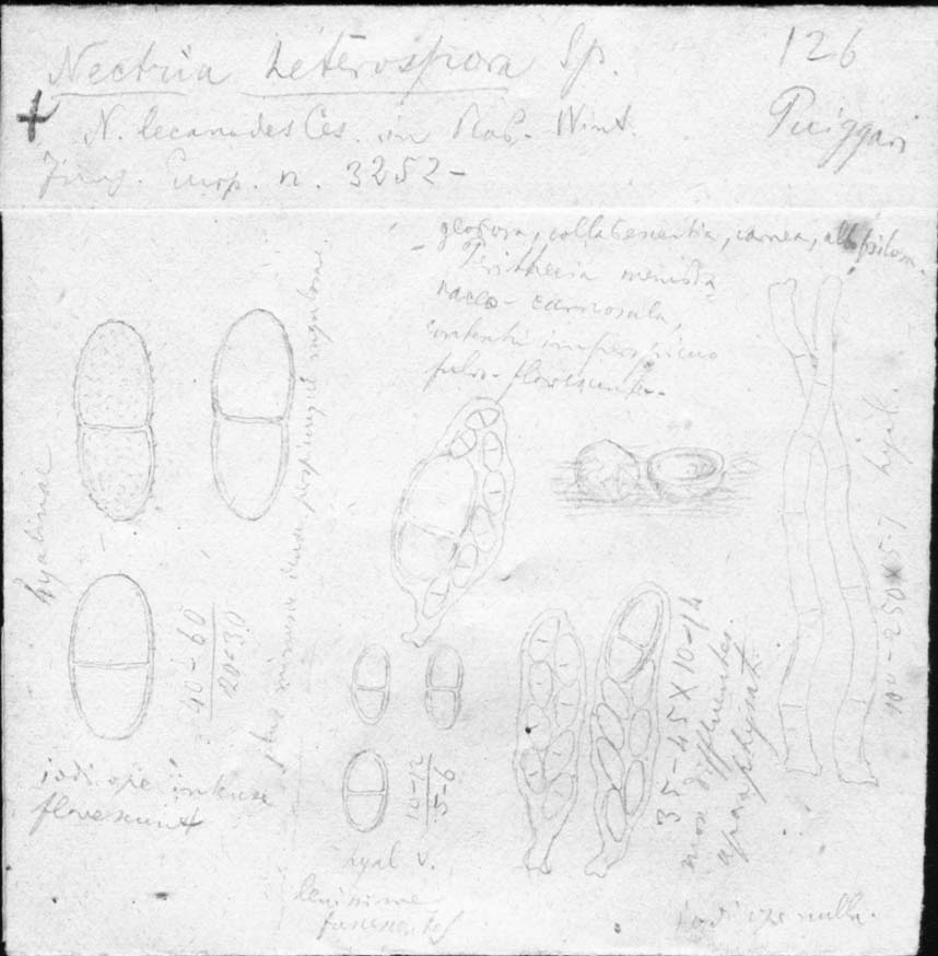 dibujo de Nectria heterospora Speg.