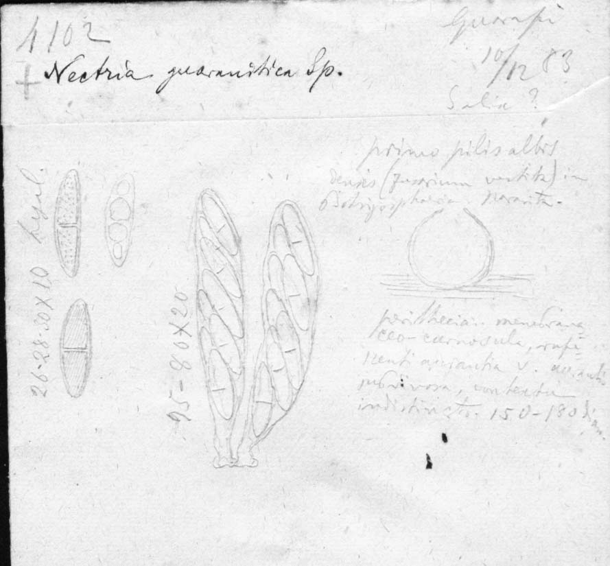 dibujo de Nectria guaranitica Speg.
