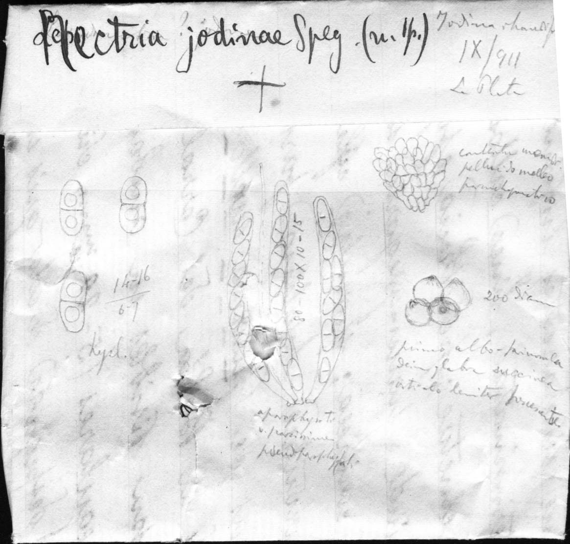 dibujo de Nectria jodinae Speg.