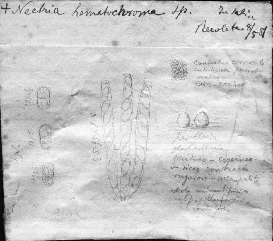 dibujo de Nectria hematochroma Speg.