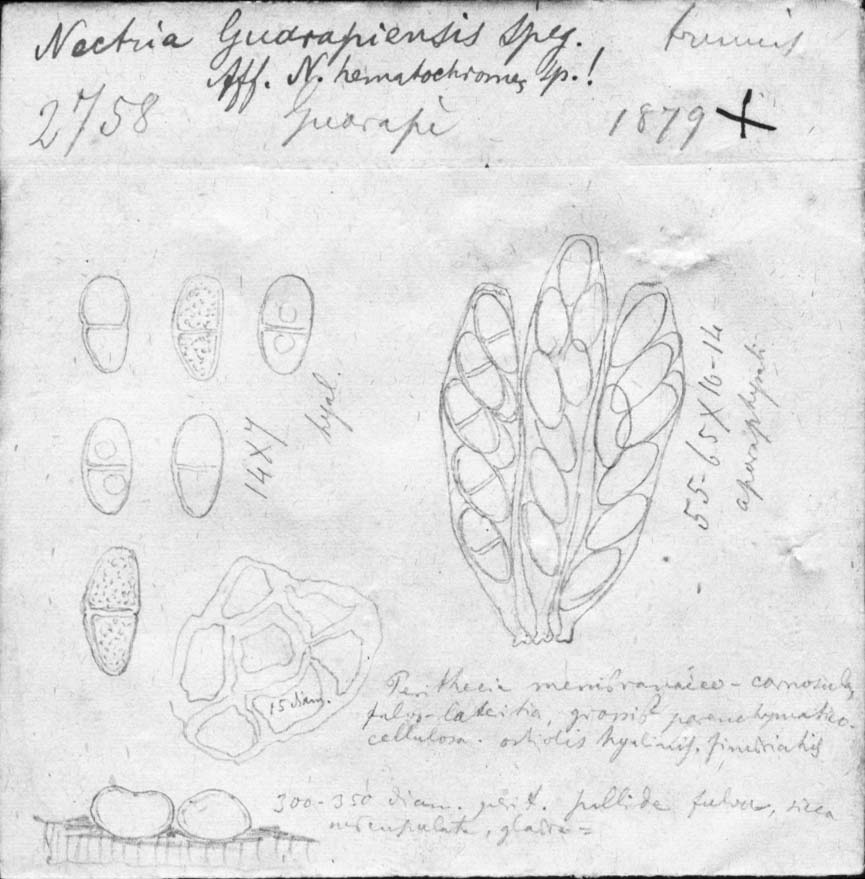 dibujo de Nectria guarapiensis Speg.