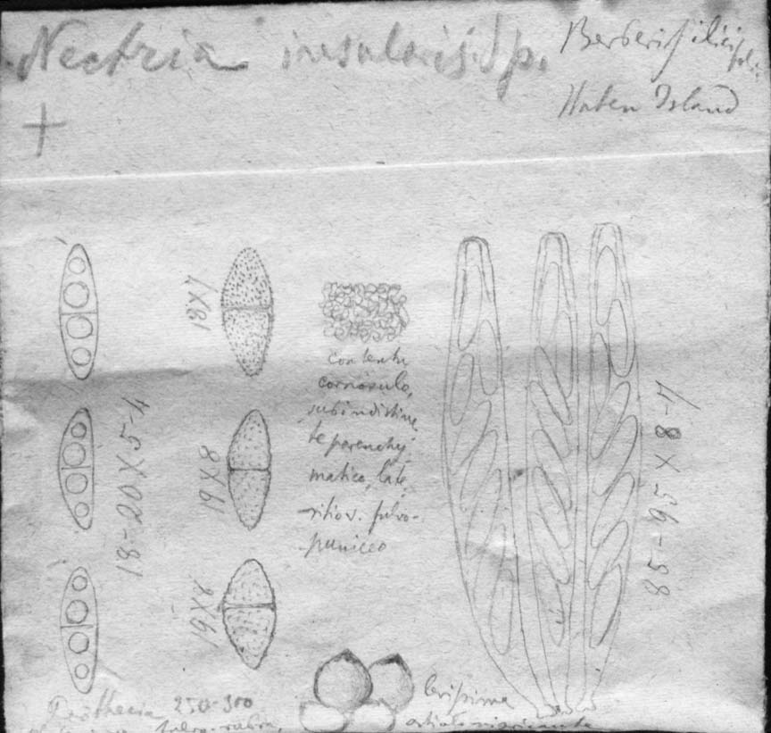 dibujo de Nectria insularis Speg.