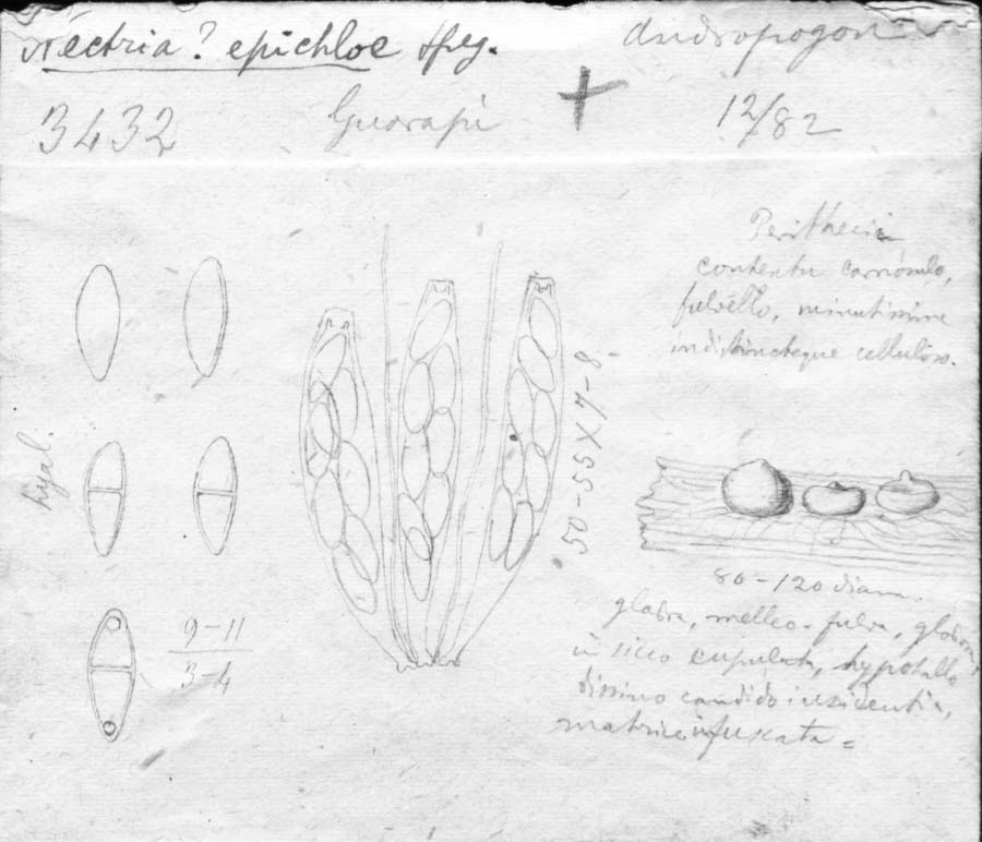 drawing of Nectria epichloë Speg.
