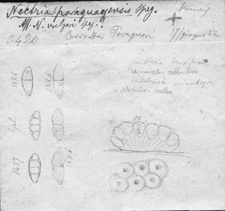 dibujo de Nectria paraguayensis Speg.