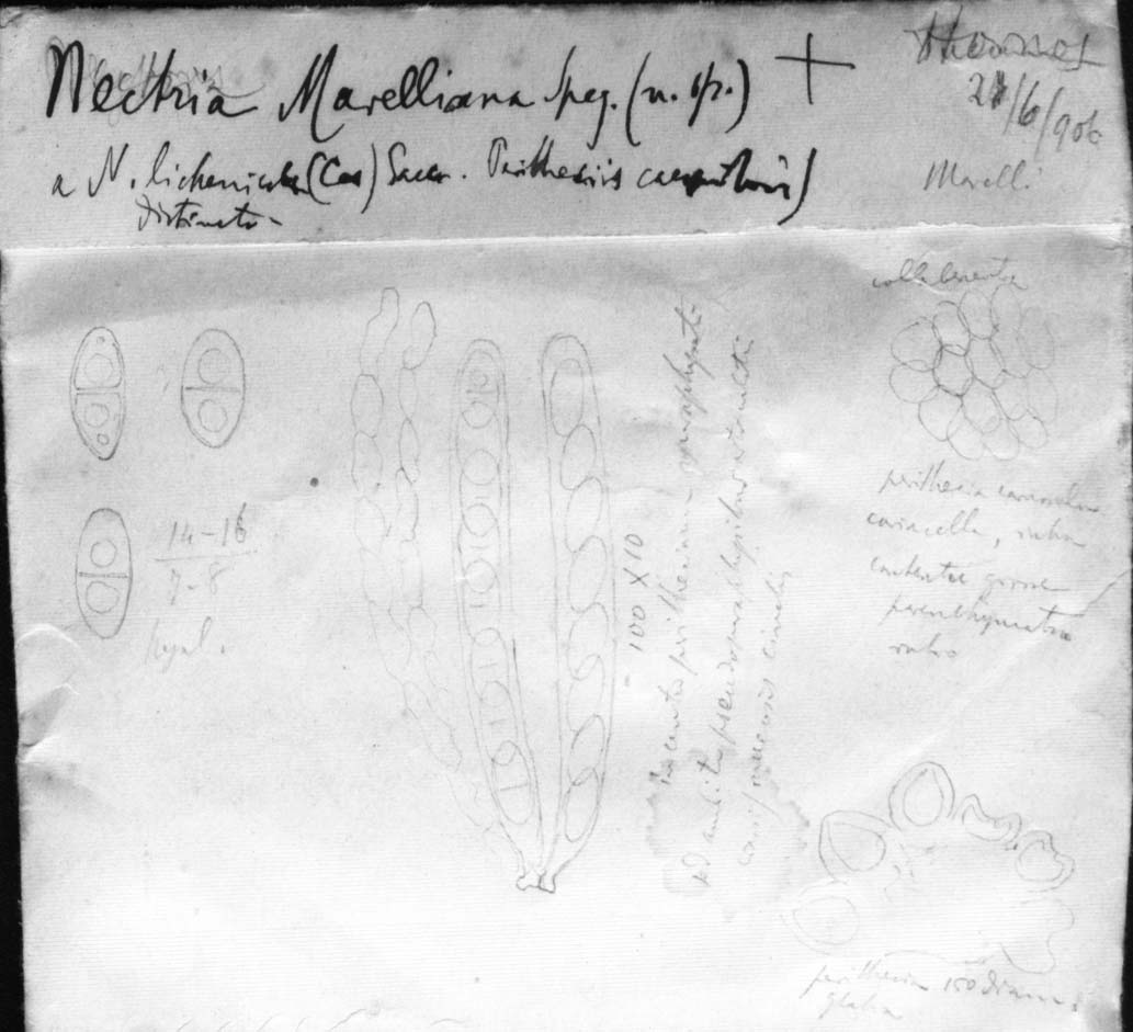 dibujo de Nectria marelliana Speg.