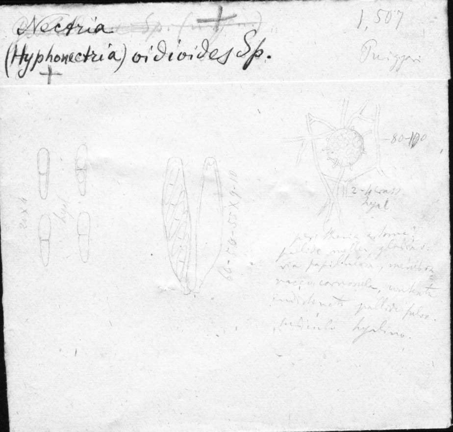 dibujo de Nectria oidioides Speg.
