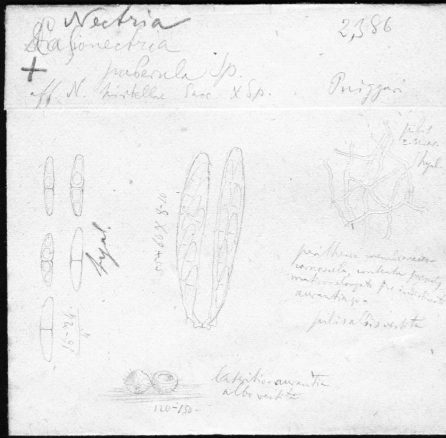 dibujo de Nectria puberula Speg.