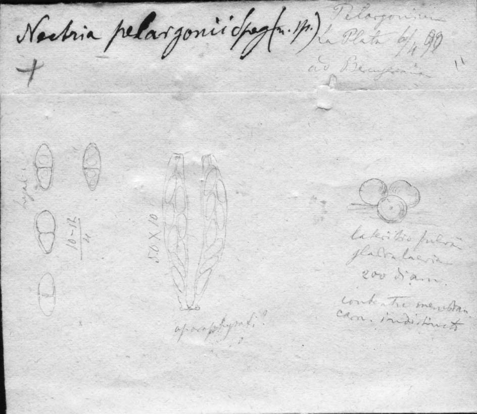 drawing of Nectria pelargonii Speg.