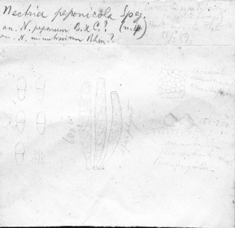 dibujo de Nectria peponicola Speg.