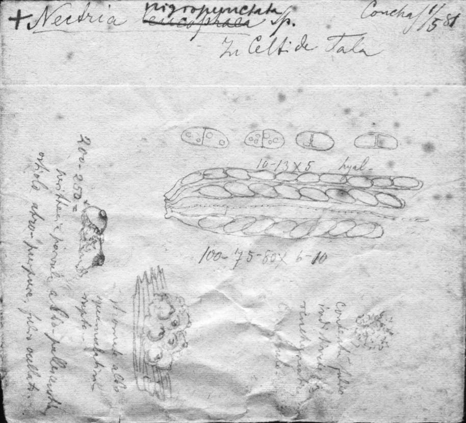 dibujo de Nectria nigropunctata Speg.