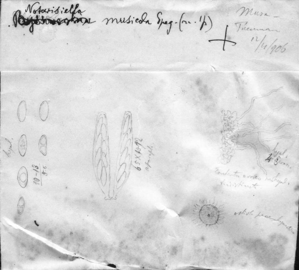 dibujo de Notarisiella musicola Speg.