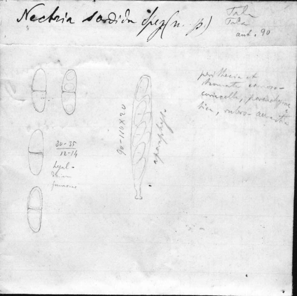 dibujo de Nectria sordida Speg.