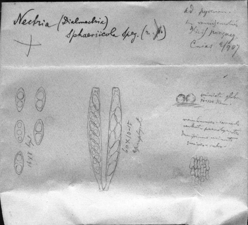 dibujo de Nectria sphaeriicola Speg.