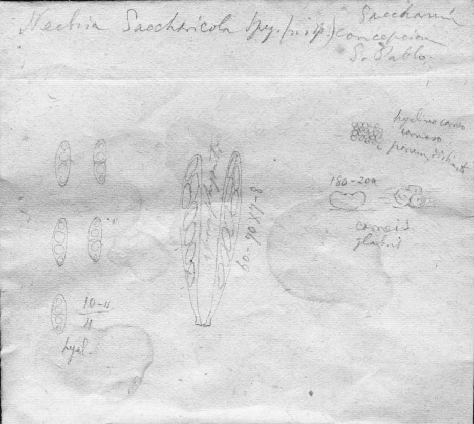 dibujo de Nectria saccharicola Speg.