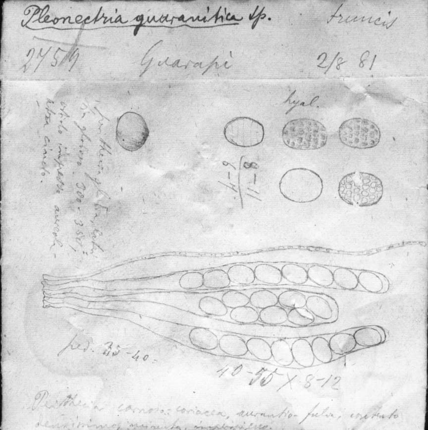 dibujo de Pleonectria guaranitica Speg.