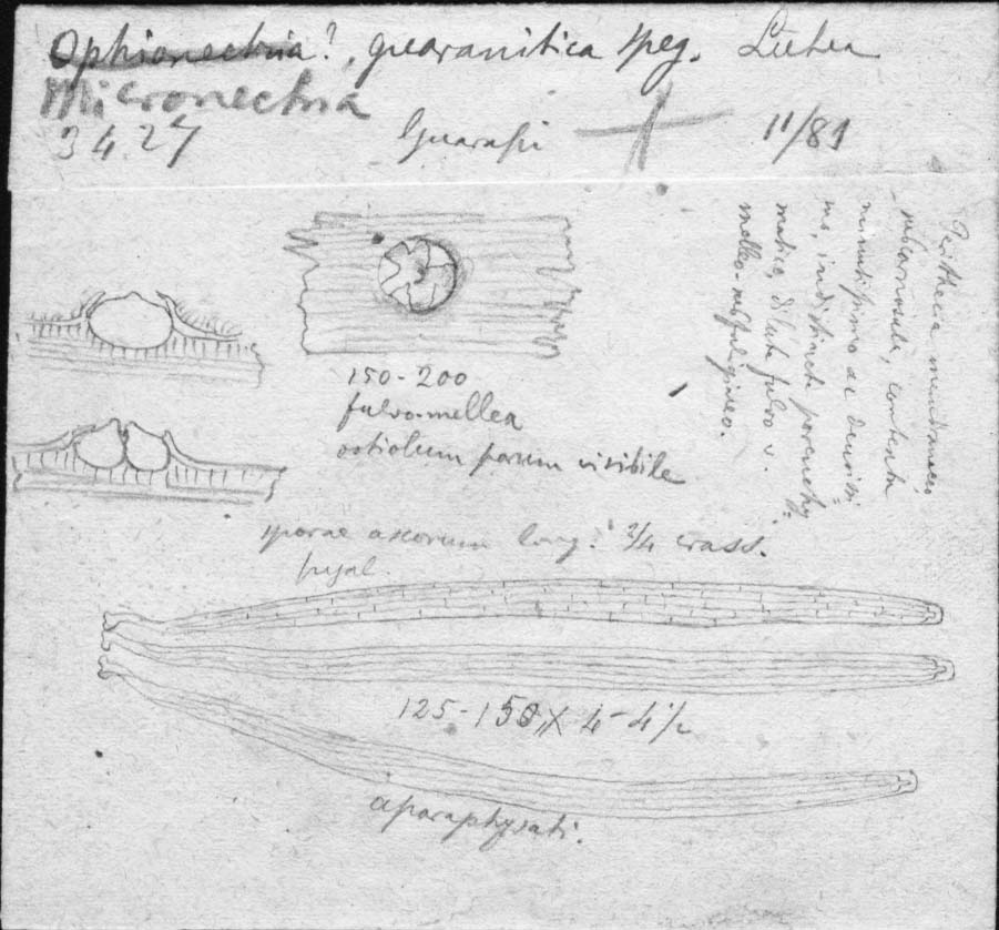dibujo de Micronectria guaranitica Speg.