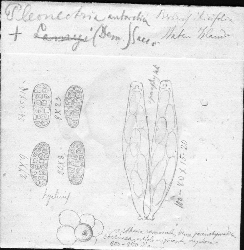 dibujo de Pleonectria antarctica Speg.