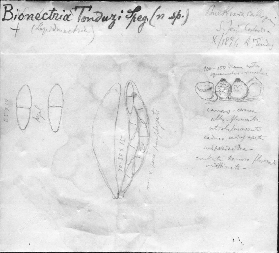 dibujo de Bionectria tonduzi Speg.