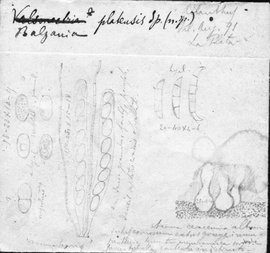 dibujo de Balzania platensis Speg.
