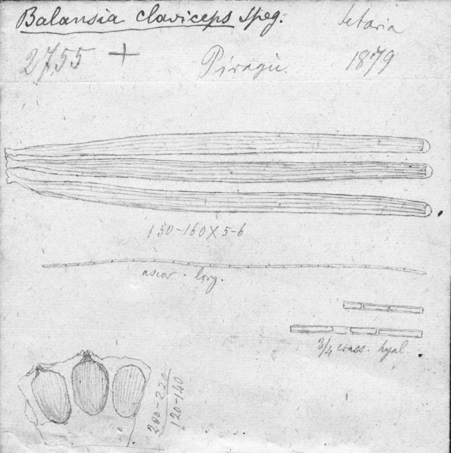 dibujo de Balansia claviceps Speg.