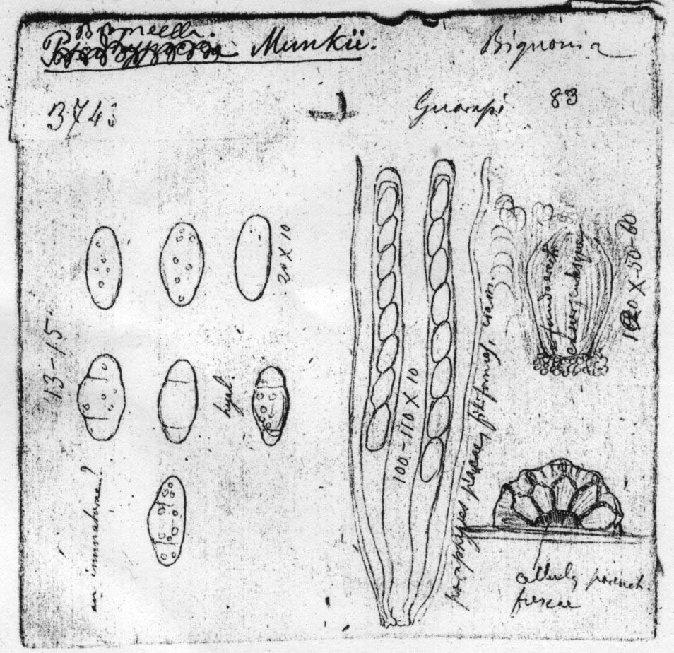dibujo de Broomella munkii Speg.