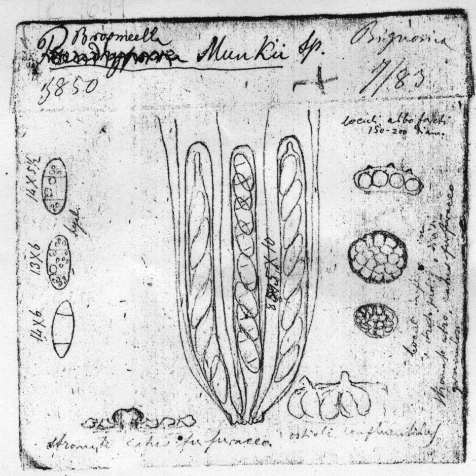 dibujo de Broomella munkii Speg.