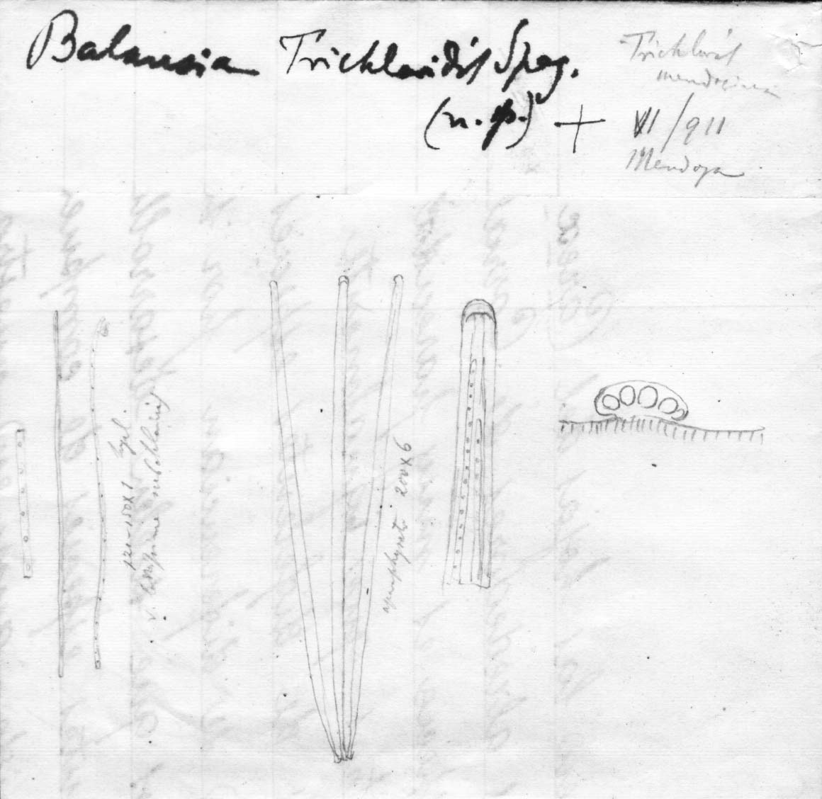 dibujo de Balansia trichloridis Speg.