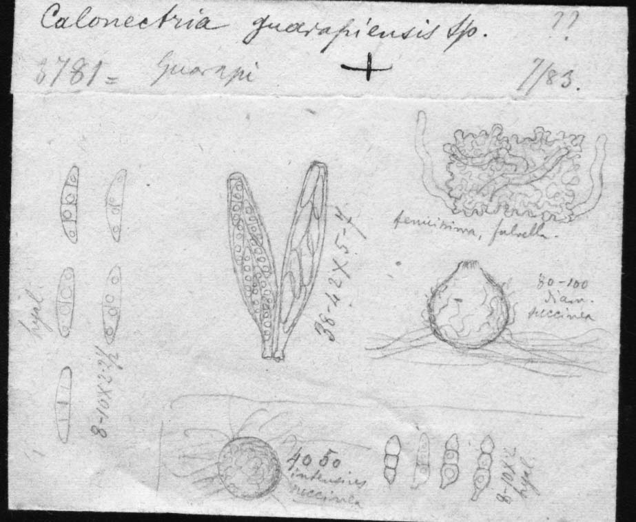 dibujo de Calonectria guarapiensis Speg.