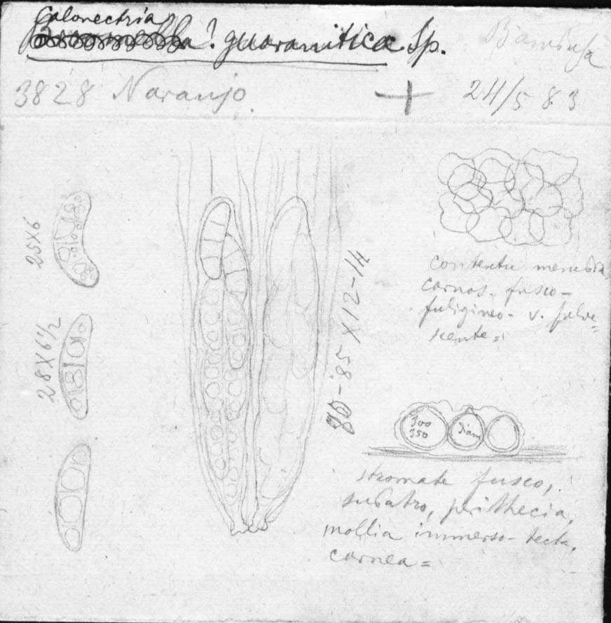 dibujo de Calonectria guaranitica Speg.