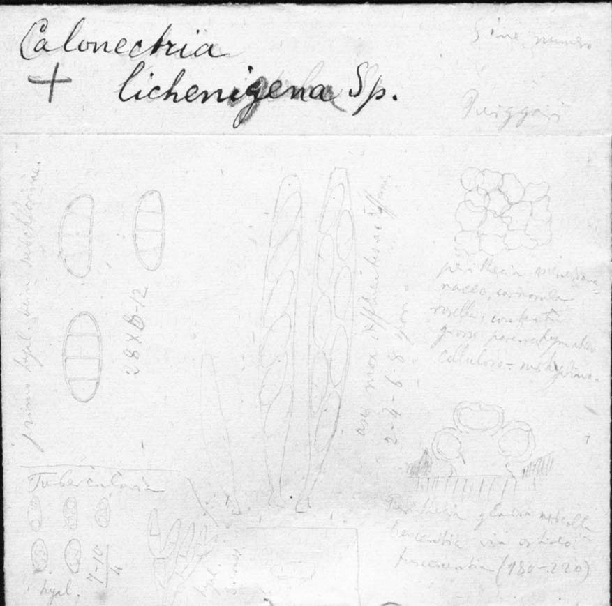 dibujo de Calonectria lichenigena Speg.
