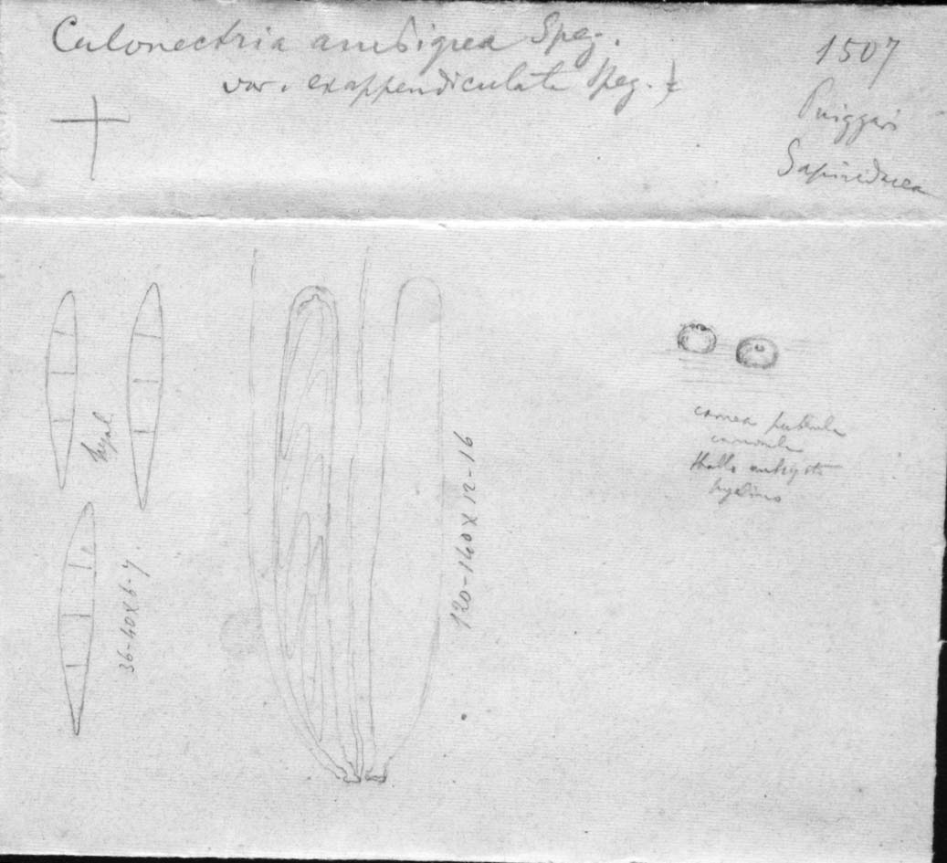drawing of Calonectria ambigua var. exappendiculata Speg.