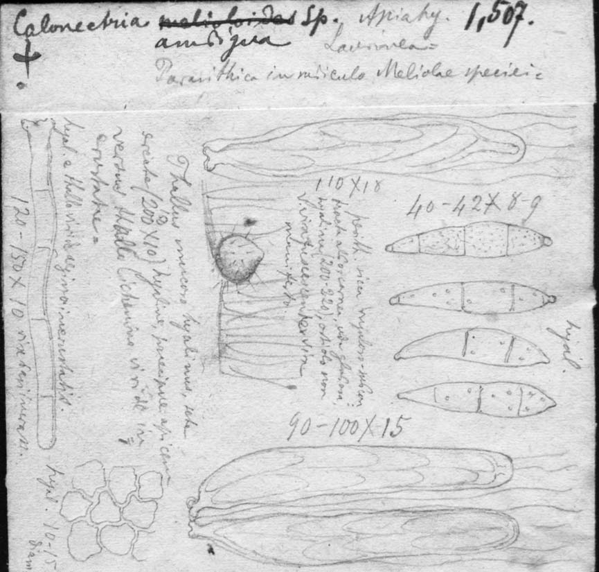 dibujo de Calonectria ambigua Speg.