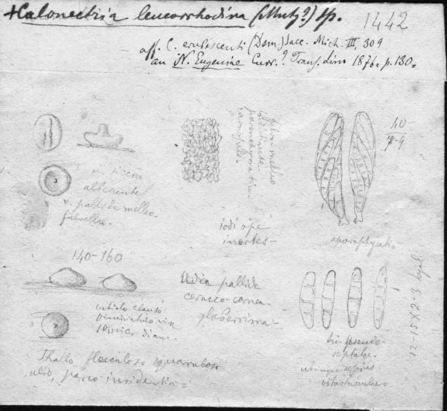 dibujo de Calonectria leucorrhodina (Mont.) Speg.