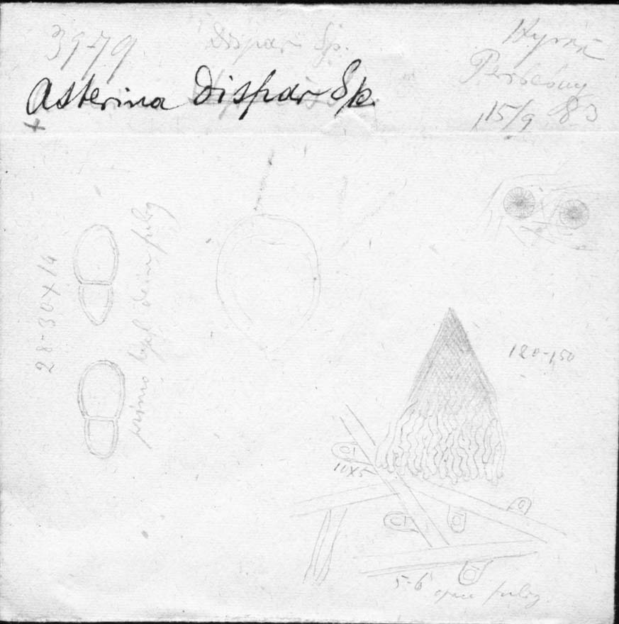 dibujo de Asterina dispar Speg.
