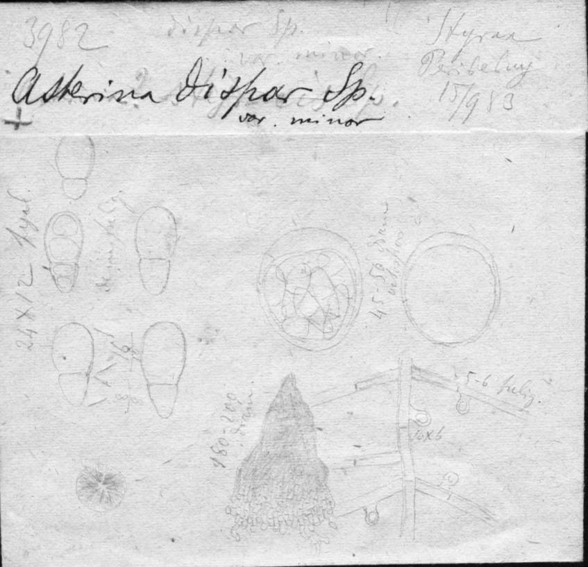 dibujo de Asterina dispar Speg.