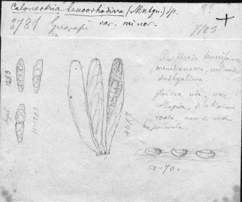 dibujo de Calonectria leucorrhodina var. minor Speg.